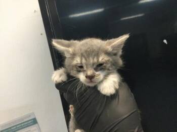 LOBO -  Domestic Short Hair Cat for Adoption in Thousand Palms, California - LOBO | PetCurious