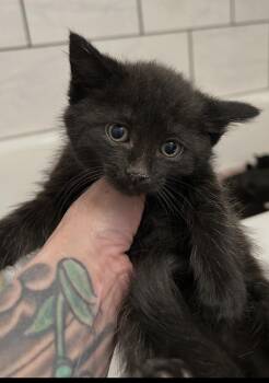 Wonder -  Domestic Short Hair Cat for Adoption in Poplar Grove, Illinois - Wonder | PetCurious