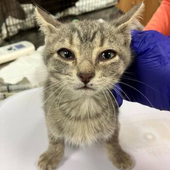 112500 -  Domestic Short Hair Cat for Adoption in Las Cruces, New Mexico - 112500 | PetCurious