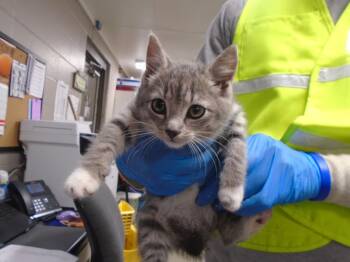 Rescue Domestic Short Hair Cats for Adoption in Hopkinsville, Kentucky - Bessy | PetCurious