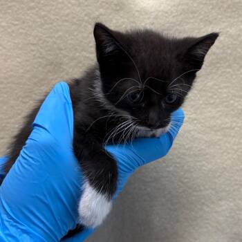 KitKat -  Domestic Short Hair Cat for Adoption in San Antonio, Texas - KitKat | PetCurious
