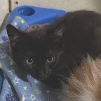 Rescue Domestic Short Hair Cats for Adoption in Portage, Michigan - Blackthorn | PetCurious