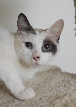 Auren -  Domestic Short Hair Cat for Adoption in Boise, Idaho - Auren | PetCurious