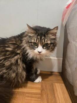 Blossom -  Domestic Medium Hair Cat for Adoption in Plano, Texas - Blossom | PetCurious