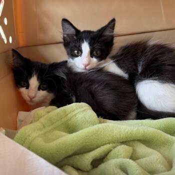 Powder -  Domestic Long Hair Cat Available for Adoption in Santa Susana, California - Powder | PetCurious