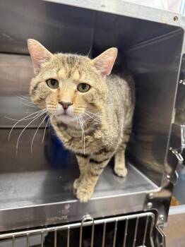 Uthred -  Domestic Short Hair Cat Available for Adoption in West Mifflin, Pennsylvania - Uthred | PetCurious