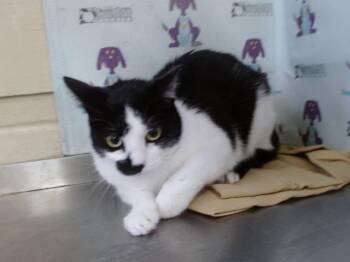 OREO -  Domestic Short Hair Cat for Adoption in Orlando, Florida - OREO | PetCurious
