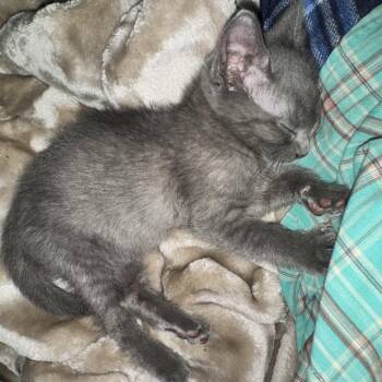 Cheerios -  Domestic Short Hair Cat for Adoption in Freeport, Florida - Cheerios | PetCurious