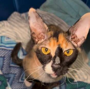 Rescue Cornish Rex Cats for Adoption in Norwich, Connecticut - Queen Mary | PetCurious