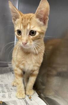 Rusty -  Domestic Short Hair Cat for Adoption in Houston, Texas - Rusty | PetCurious