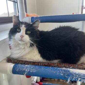 Domestic Long Hair Cats Available for Adoption - Cody | PetCurious