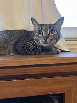 Tigger -  Domestic Short Hair Cat for Adoption in Seven Valleys, Pennsylvania - Tigger | PetCurious