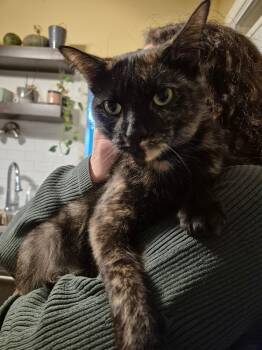 Rescue Domestic Short Hair Cats for Adoption in Sainte-angèle-de-monnoir, Quebec - LILY (CR/SC) | PetCurious