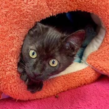 Brahams -  Domestic Medium Hair Cat for Adoption in Long Beach, California - Brahams | PetCurious