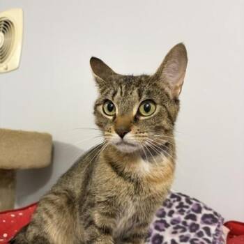 Momma (bonded with Gold) -  Domestic Long Hair Cat for Adoption in Fitchburg, Massachusetts - Momma (bonded With Gold) | PetCurious