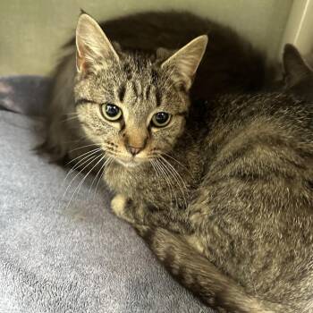 Domestic Short Hair Cats Available for Adoption - Rhea | PetCurious