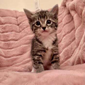Domestic Short Hair Cats Available for Adoption in Tustin, California - Stitch | PetCurious