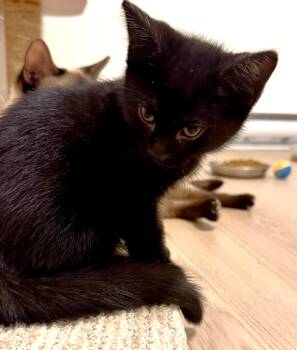 Eevee -  Siamese and Domestic Short Hair Cat for Adoption in Sidney, British Columbia - Eevee | PetCurious