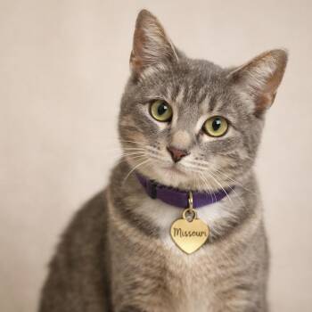 Missouri -  Domestic Short Hair Cat for Adoption in Hannibal, Missouri - Missouri | PetCurious