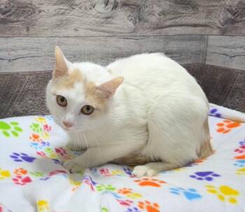 Domestic Short Hair Cats Available for Adoption in Washington Court House, Ohio - Kimba | PetCurious