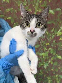 Domestic Short Hair Cats Available for Adoption in San Antonio, Texas - CANDLE | PetCurious