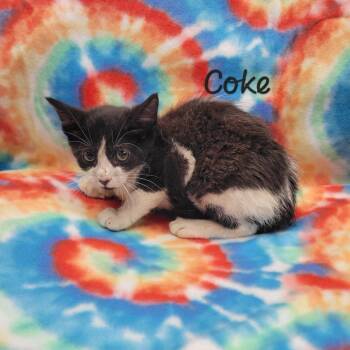 Coke -  Domestic Short Hair Cat for Adoption in Parkersburg, West Virginia - Coke | PetCurious
