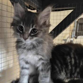 Domestic Long Hair Cats Available for Adoption - Filbert | PetCurious