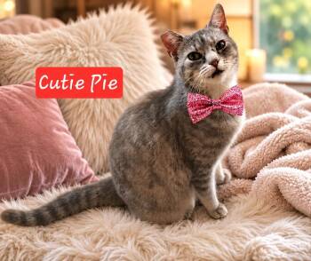 Cutie pie -  Calico and Domestic Short Hair Cat for Adoption in Miami, Oklahoma - Cutie Pie | PetCurious