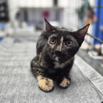 Inky -  Domestic Short Hair Cat for Adoption in Wahiawa, Hawaii - Inky | PetCurious