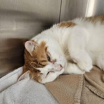 Tom -  Domestic Short Hair Cat for Adoption in Burlington, Ontario - Tom | PetCurious
