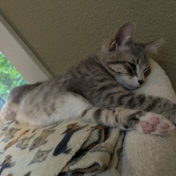 Murphy -  Domestic Short Hair Cat Available for Adoption in Santa Rosa, California - Murphy | PetCurious