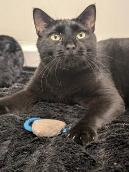 Ombre -  Domestic Short Hair Cat for Adoption in Duxbury, Massachusetts - Ombre | PetCurious