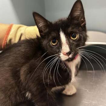 Swan -  Domestic Short Hair Cat for Adoption in Chattanooga, Tennessee - Swan | PetCurious