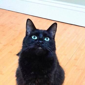 Domestic Long Hair Cats Available for Adoption in Charleston, South Carolina - Ruby  | PetCurious