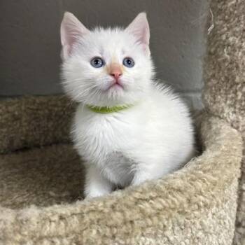 Siamese Cats Available for Adoption in Allegan, Michigan - Peep | PetCurious
