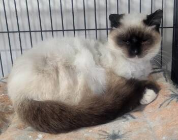 Domestic Short Hair Cats Available for Adoption in Webster Groves, Missouri - Danielle (Siamese Mix) | PetCurious