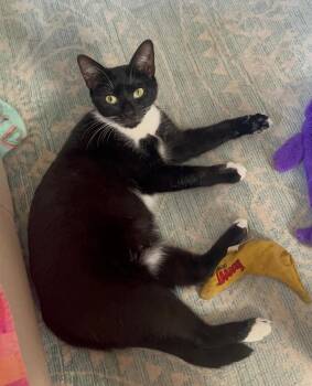 Domestic Short Hair Cats Available for Adoption - Lacey **Courtesy Post | PetCurious