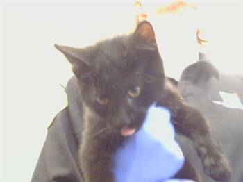 A927859 -  Domestic Short Hair Cat for Adoption in Sacramento, California - A927859 | PetCurious