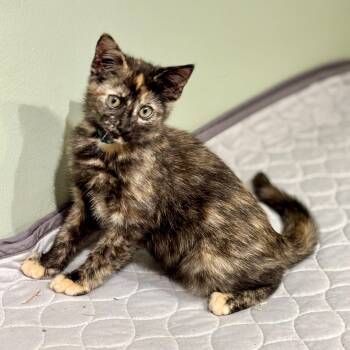 Rescue Domestic Short Hair Cats for Adoption in Lemont, Illinois - Alma | PetCurious