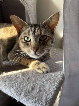 Rescue Domestic Short Hair Cats for Adoption in Wellington, Kansas - Jane | PetCurious