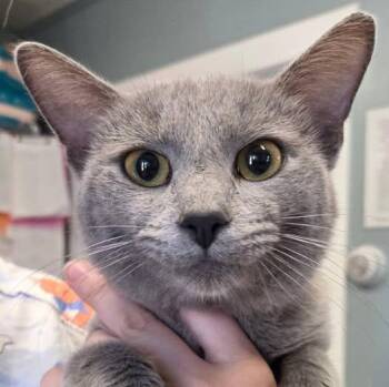Sterling -  Domestic Short Hair Cat for Adoption in Warwick, Rhode Island - Sterling | PetCurious