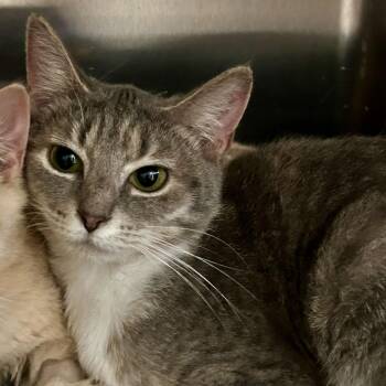 Purple -  Domestic Short Hair Cat for Adoption in Spruce Pine, North Carolina - Purple | PetCurious