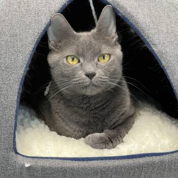 Domestic Short Hair Cats Available for Adoption in Medfield, Massachusetts - Rain | PetCurious