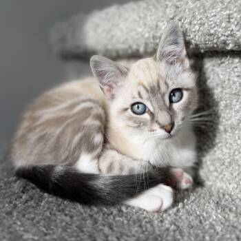 Margarita -  Domestic Short Hair Cat for Adoption in Cottonwood Heights, Utah - Margarita | PetCurious