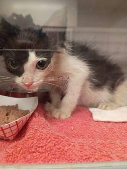 Sven -  Domestic Short Hair Cat for Adoption in Atlanta, Georgia - Sven | PetCurious