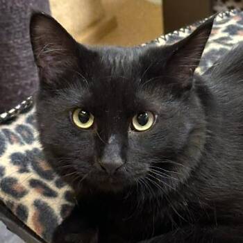 Rescue Domestic Medium Hair Cats for Adoption in Crystal Lake, Illinois - Amy Farrah-Fowler | PetCurious