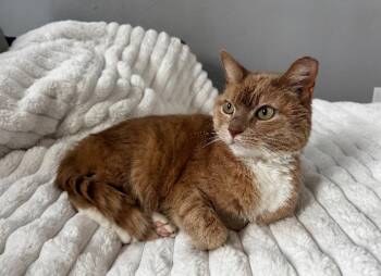 Buttercup -  Domestic Short Hair Cat for Adoption in Christiansburg, Virginia - Buttercup | PetCurious