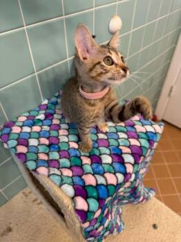 Petunia -  Domestic Short Hair Cat for Adoption in Richland Hills, Texas - Petunia | PetCurious