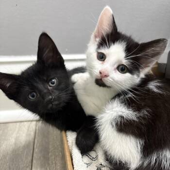 Ringtail -  Domestic Short Hair Cat for Adoption in Wilmington, Delaware - Ringtail | PetCurious