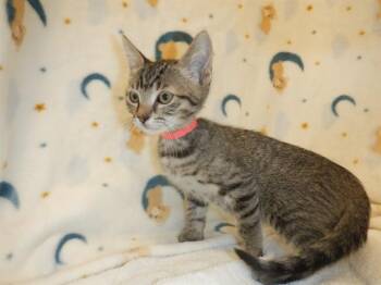 A1410271 -  Domestic Short Hair Cat for Adoption in San Jose, California - A1410271 | PetCurious